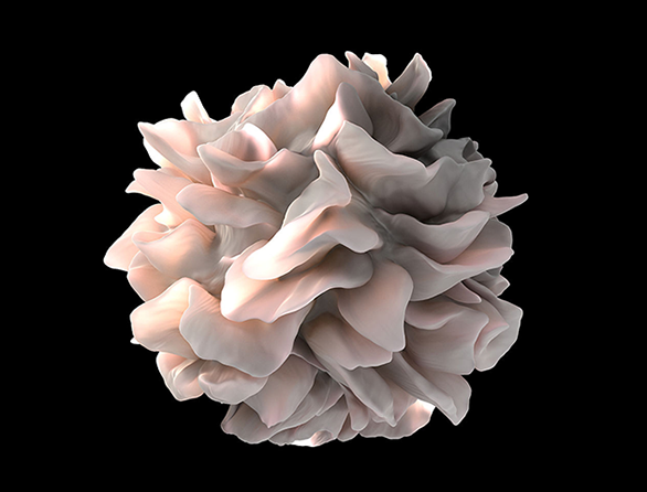 Dendritic cell image
